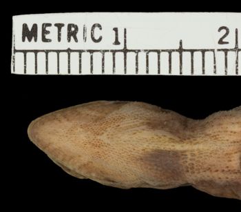 Media type: image; Herpetology R-42192